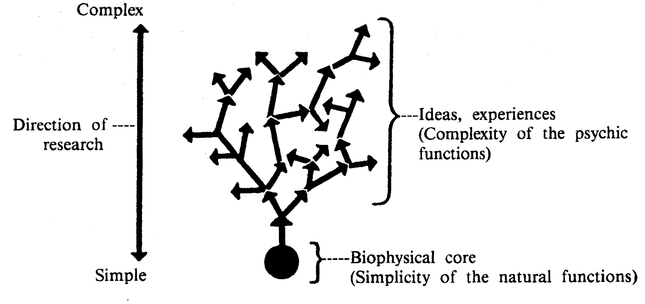Biophysical core, simplicity of the natural functions